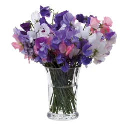 DARTINGTON Florabundance Sweet Pea Vase VA1249/O